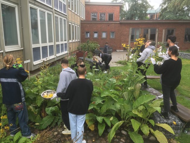 Schüler*innen suchen Pflanzen zum Färben im Garten